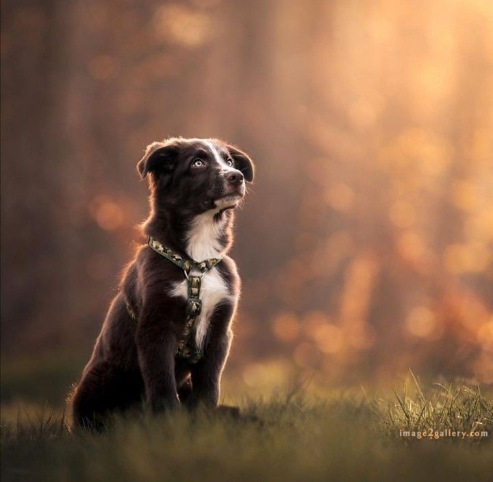 1100+ Dog Images Free Download | Cute Dog Pictures | 966 animal dog pic -(14)