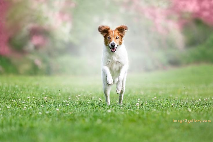 1100+ Dog Images Free Download | Cute Dog Pictures | 967 animal dog pic -(15)