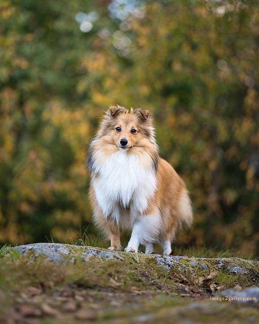 1100+ Dog Images Free Download | Cute Dog Pictures | 968 animal dog pic -(16)