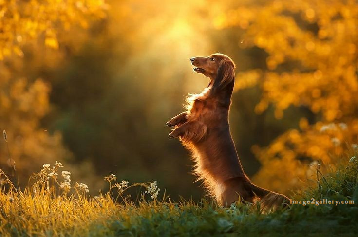 1100+ Dog Images Free Download | Cute Dog Pictures | 960 animal dog pic -(18)
