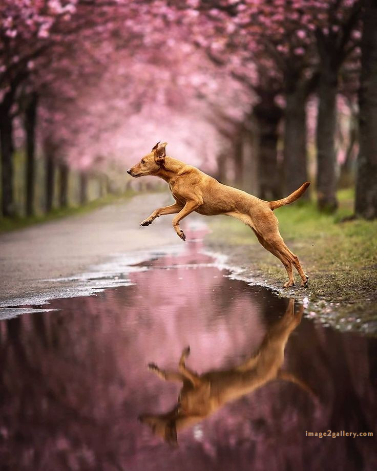 1100+ Dog Images Free Download | Cute Dog Pictures | 961 animal dog pic -(19)