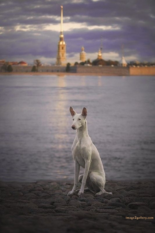 1100+ Dog Images Free Download | Cute Dog Pictures | 980 animal dog pic -(2)