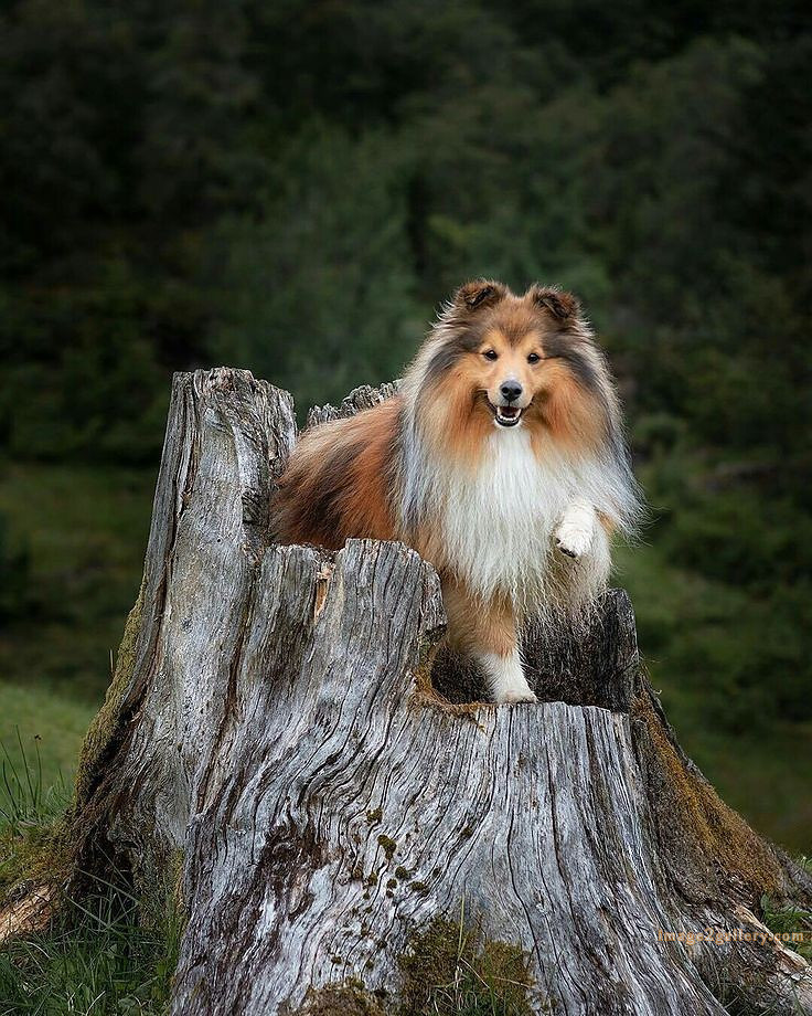 1100+ Dog Images Free Download | Cute Dog Pictures | 976 animal dog pic -(4)