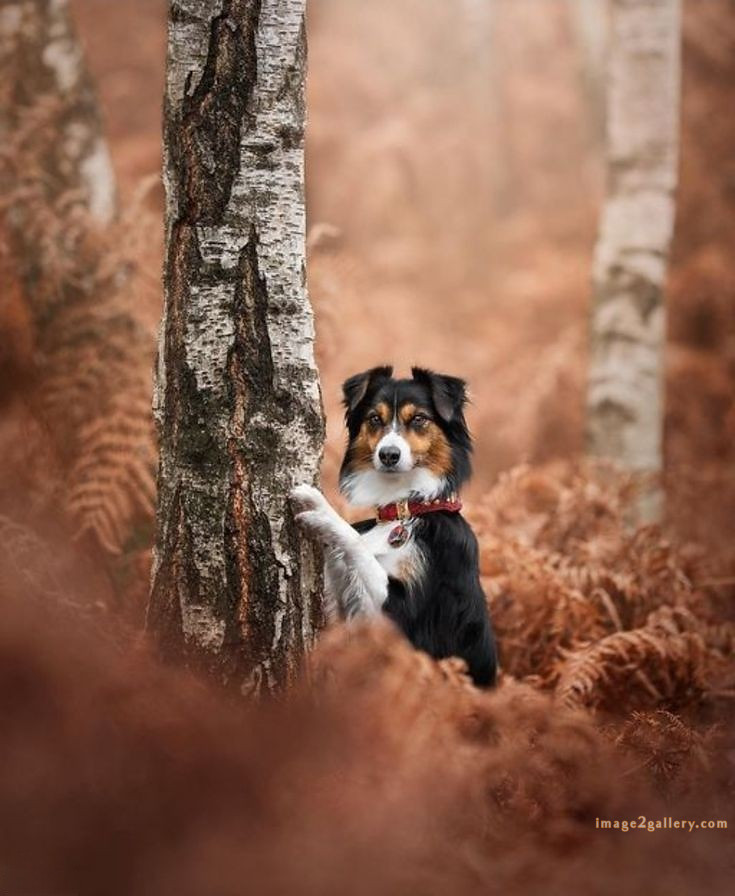 1100+ Dog Images Free Download | Cute Dog Pictures | 977 animal dog pic -(5)