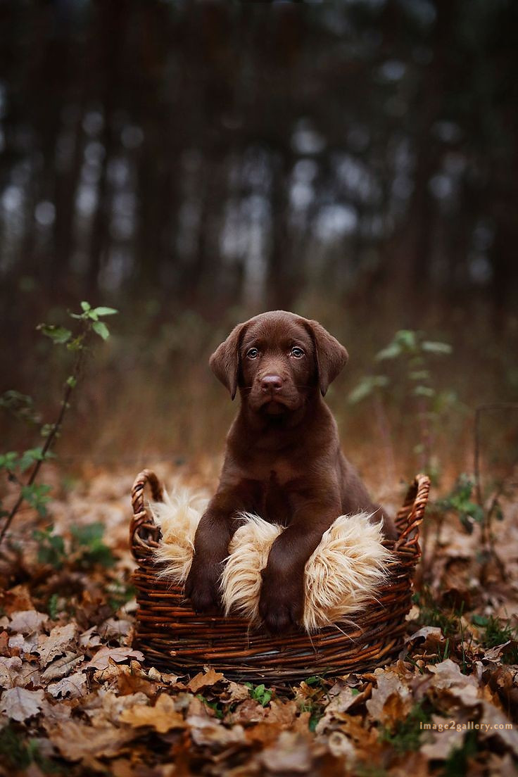 1100+ Dog Images Free Download | Cute Dog Pictures | 978 animal dog pic -(6)