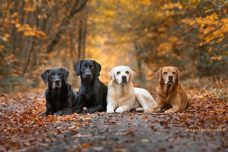 1100+ Dog Images Free Download | Cute Dog Pictures | 979 animal dog pic -(7)