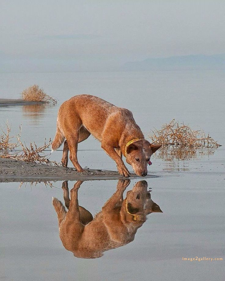 1100+ Dog Images Free Download | Cute Dog Pictures | 974 animal dog pic -(8)