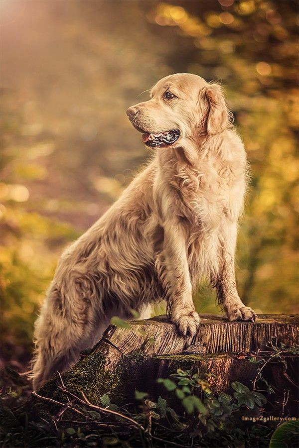 1100+ Dog Images Free Download | Cute Dog Pictures | 939 animal dog pictures download -