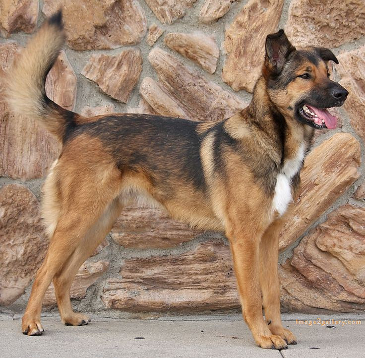 1100+ Dog Images Free Download | Cute Dog Pictures | 964 animal dog pictures download -(1)