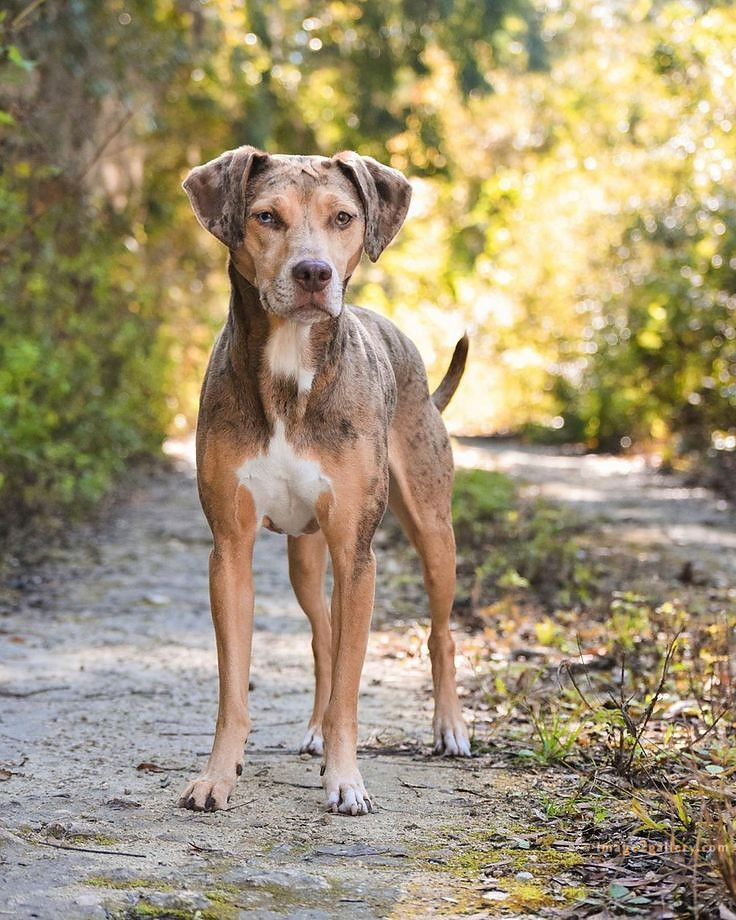 1100+ Dog Images Free Download | Cute Dog Pictures | 953 animal dog pictures download -(10)