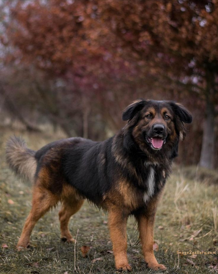 1100+ Dog Images Free Download | Cute Dog Pictures | 949 animal dog pictures download -(12)