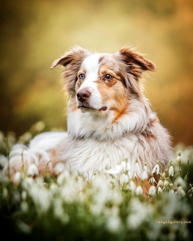 1100+ Dog Images Free Download | Cute Dog Pictures | 948 animal dog pictures download -(13)