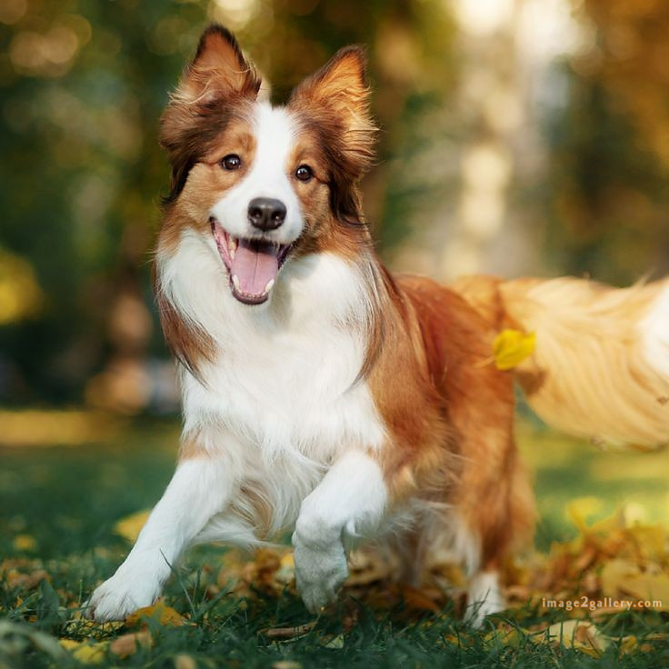 1100+ Dog Images Free Download | Cute Dog Pictures | 947 animal dog pictures download -(14)