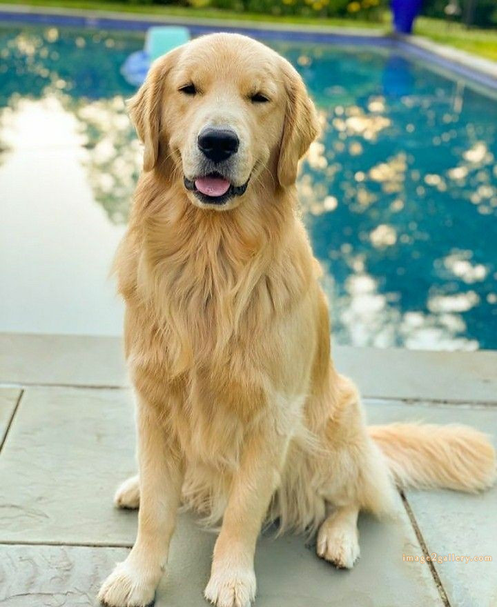 1100+ Dog Images Free Download | Cute Dog Pictures | 945 animal dog pictures download -(16)
