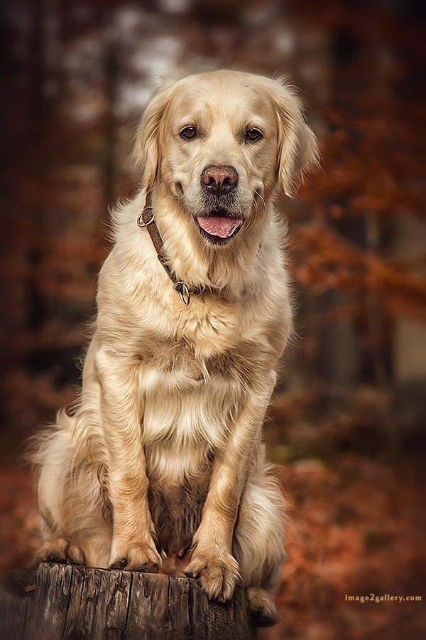 1100+ Dog Images Free Download | Cute Dog Pictures | 940 animal dog pictures download -(17)