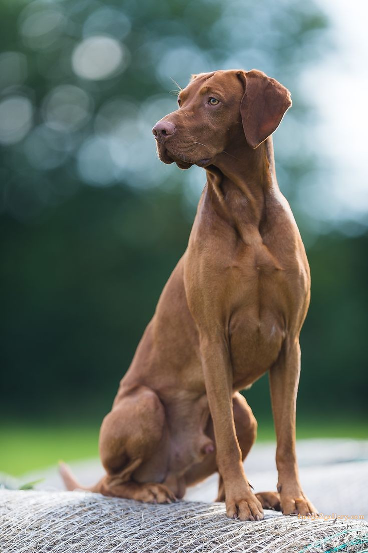 1100+ Dog Images Free Download | Cute Dog Pictures | 941 animal dog pictures download -(18)