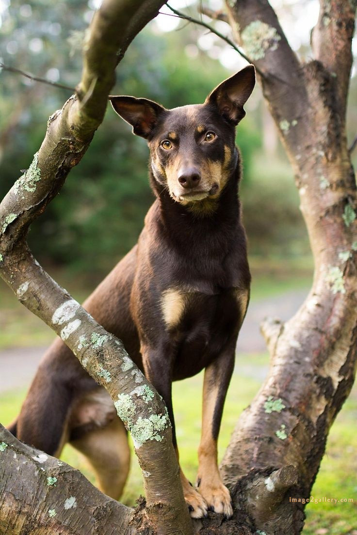 1100+ Dog Images Free Download | Cute Dog Pictures | 942 animal dog pictures download -(19)