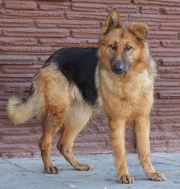 1100+ Dog Images Free Download | Cute Dog Pictures | 959 animal dog pictures download -(2)