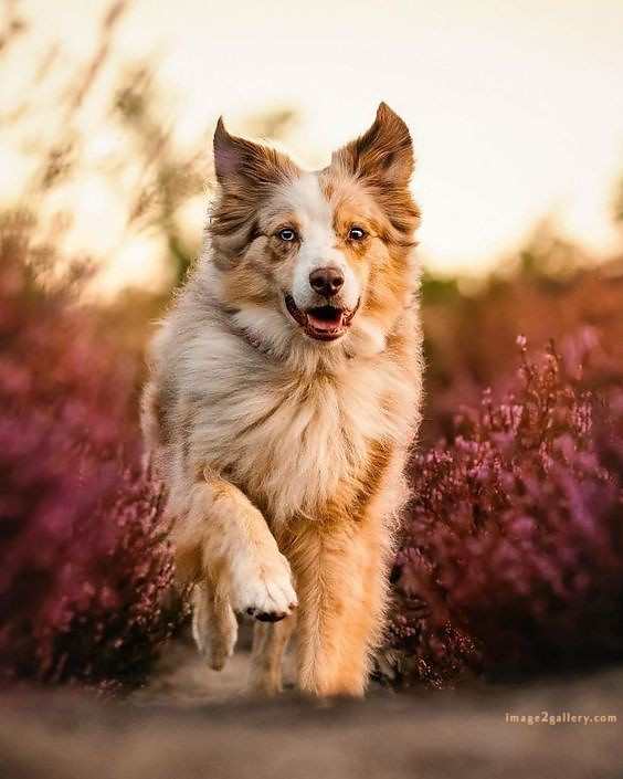 1100+ Dog Images Free Download | Cute Dog Pictures | 944 animal dog pictures download -(21)