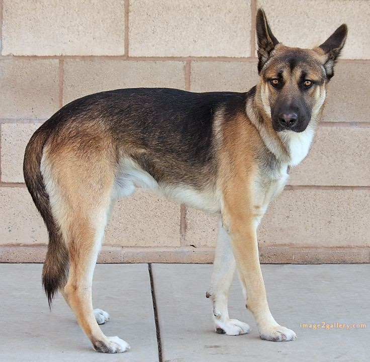 1100+ Dog Images Free Download | Cute Dog Pictures | 957 animal dog pictures download -(4)
