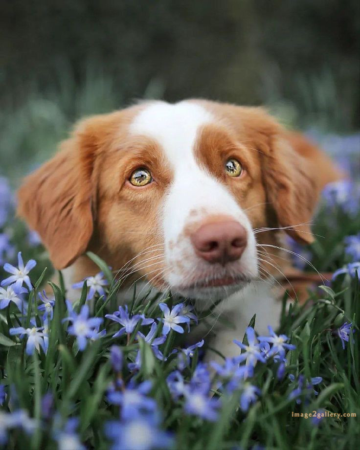 1100+ Dog Images Free Download | Cute Dog Pictures | 958 animal dog pictures download -(3)