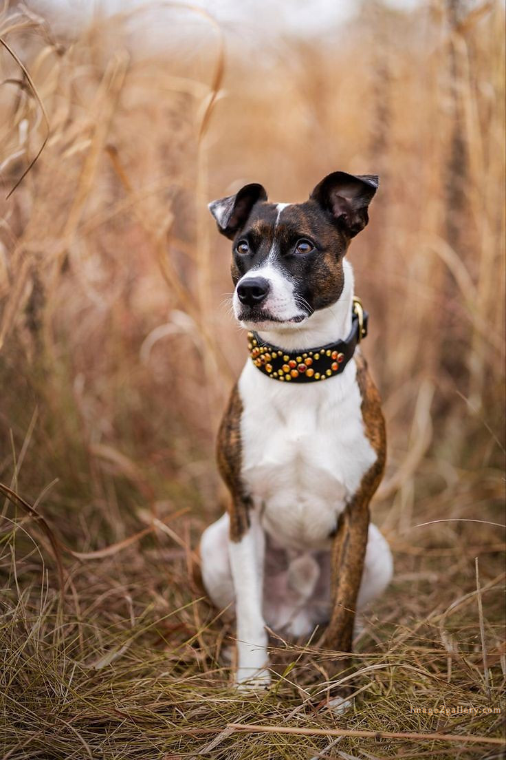 1100+ Dog Images Free Download | Cute Dog Pictures | 956 animal dog pictures download -(5)