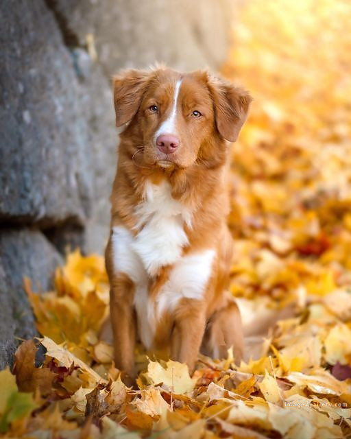 1100+ Dog Images Free Download | Cute Dog Pictures | 955 animal dog pictures download -(6)