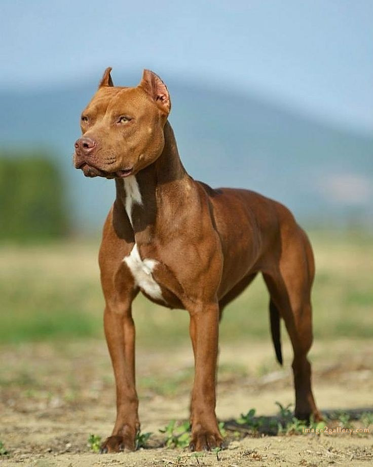 1100+ Dog Images Free Download | Cute Dog Pictures | 950 animal dog pictures download -(7)