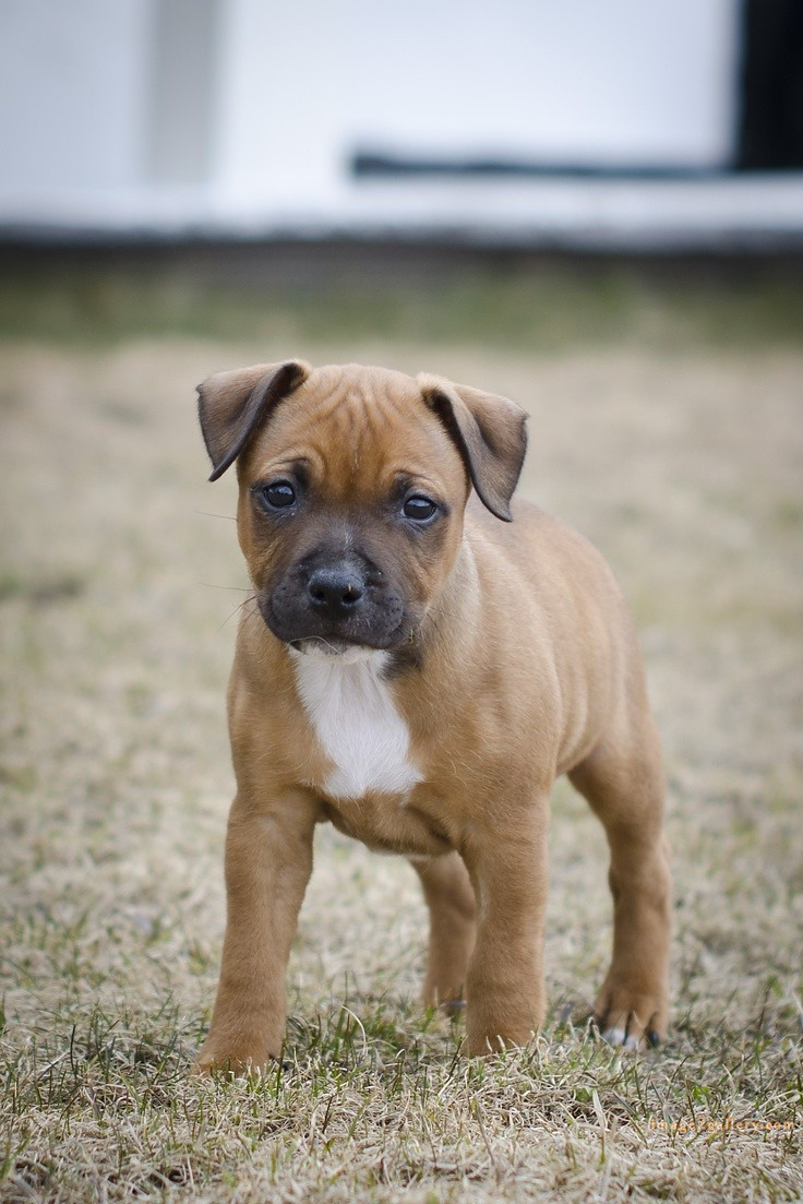 1100+ Dog Images Free Download | Cute Dog Pictures | 951 animal dog pictures download -(8)