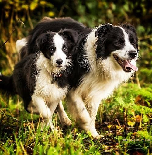1100+ Dog Images Free Download | Cute Dog Pictures | 952 animal dog pictures download -(9)