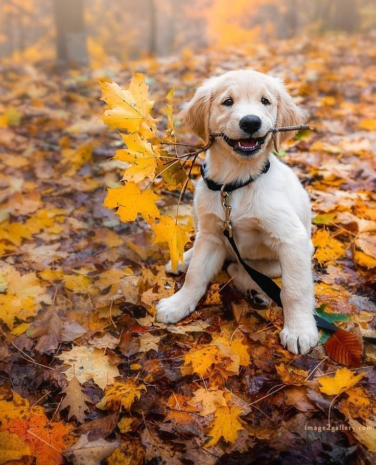 1100+ Dog Images Free Download | Cute Dog Pictures | 914 animal pet images -