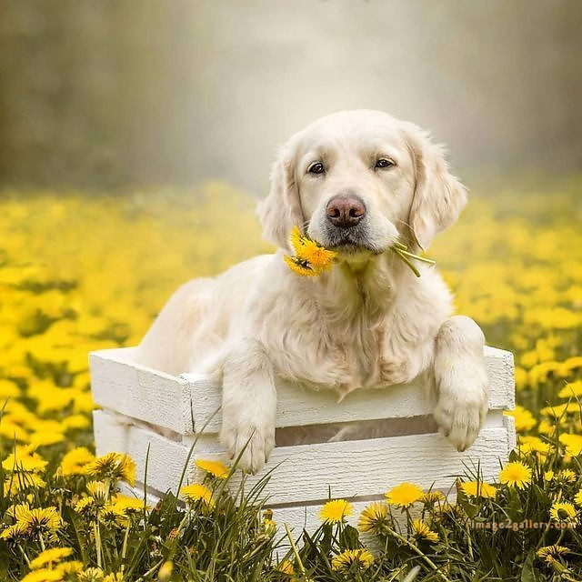 1100+ Dog Images Free Download | Cute Dog Pictures | 937 animal pet images -(1)