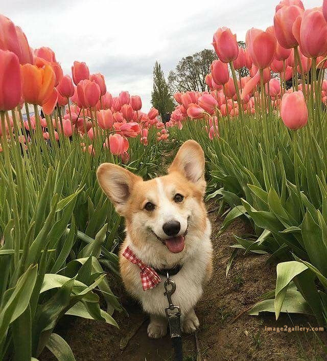 1100+ Dog Images Free Download | Cute Dog Pictures | 934 animal pet images -(10)