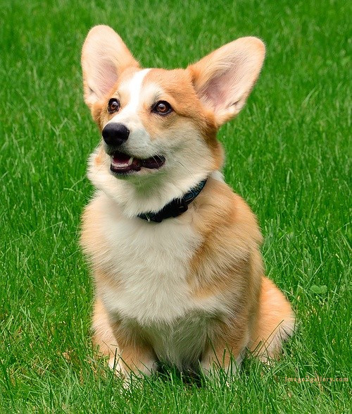 1100+ Dog Images Free Download | Cute Dog Pictures | 926 animal pet images -(11)