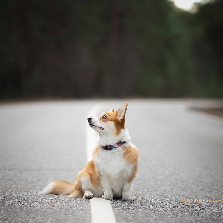 1100+ Dog Images Free Download | Cute Dog Pictures | 928 animal pet images -(13)