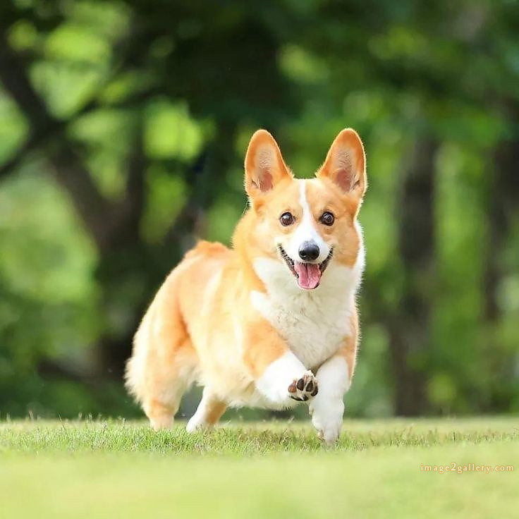 1100+ Dog Images Free Download | Cute Dog Pictures | 924 animal pet images -(14)