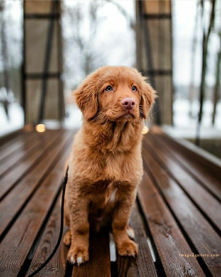 1100+ Dog Images Free Download | Cute Dog Pictures | 923 animal pet images -(16)
