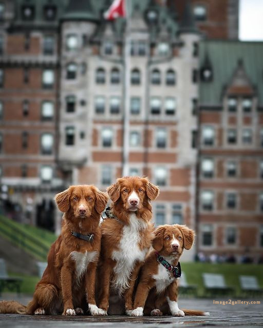 1100+ Dog Images Free Download | Cute Dog Pictures | 922 animal pet images -(17)