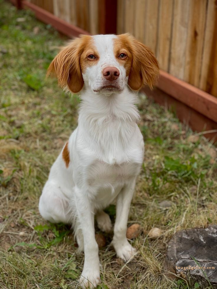 1100+ Dog Images Free Download | Cute Dog Pictures | 921 animal pet images -(18)