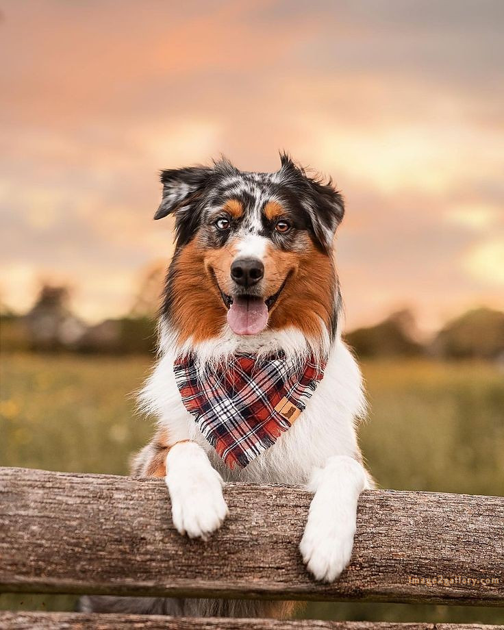 1100+ Dog Images Free Download | Cute Dog Pictures | 920 animal pet images -(19)