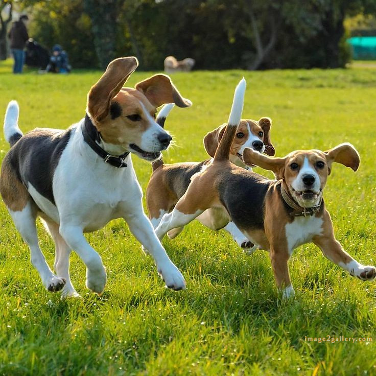 1100+ Dog Images Free Download | Cute Dog Pictures | 915 animal pet images -(20)
