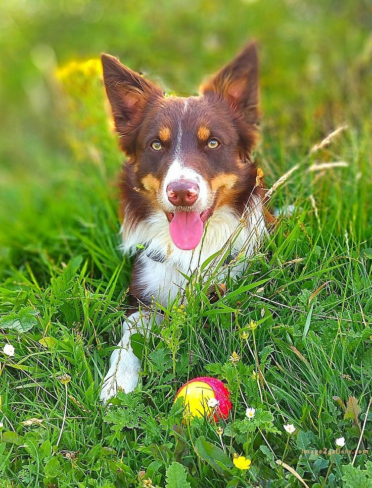 1100+ Dog Images Free Download | Cute Dog Pictures | 916 animal pet images -(21)