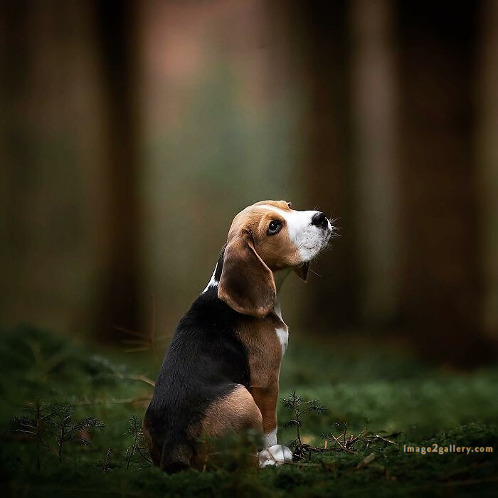 1100+ Dog Images Free Download | Cute Dog Pictures | 917 animal pet images -(22)
