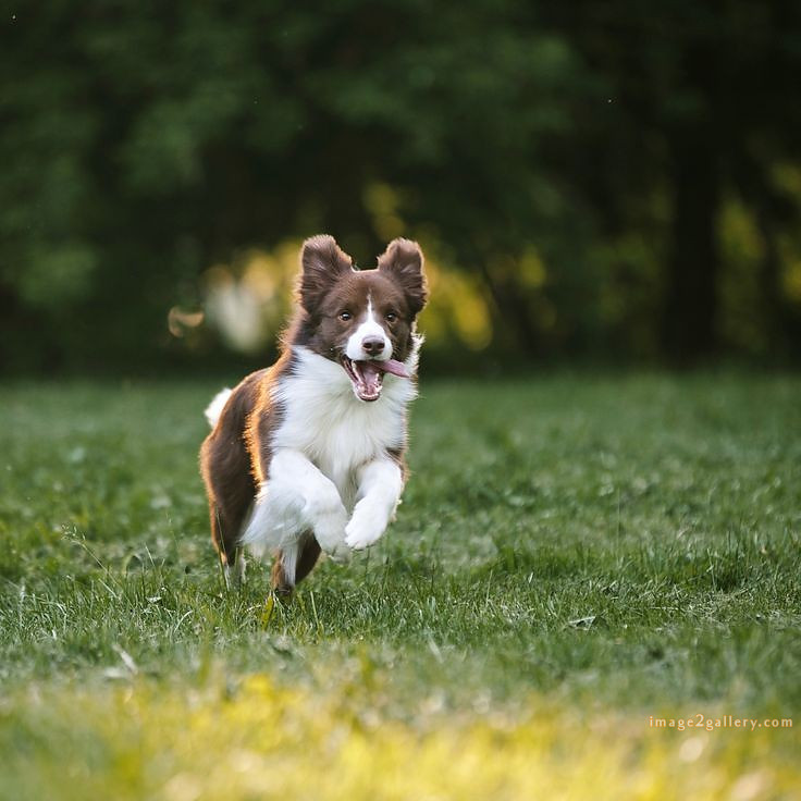 1100+ Dog Images Free Download | Cute Dog Pictures | 918 animal pet images -(23)