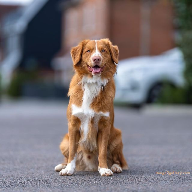 1100+ Dog Images Free Download | Cute Dog Pictures | 919 animal pet images -(24)