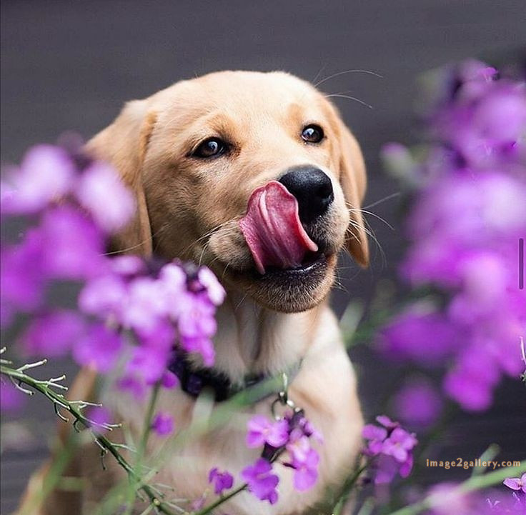 1100+ Dog Images Free Download | Cute Dog Pictures | 936 animal pet images -(3)
