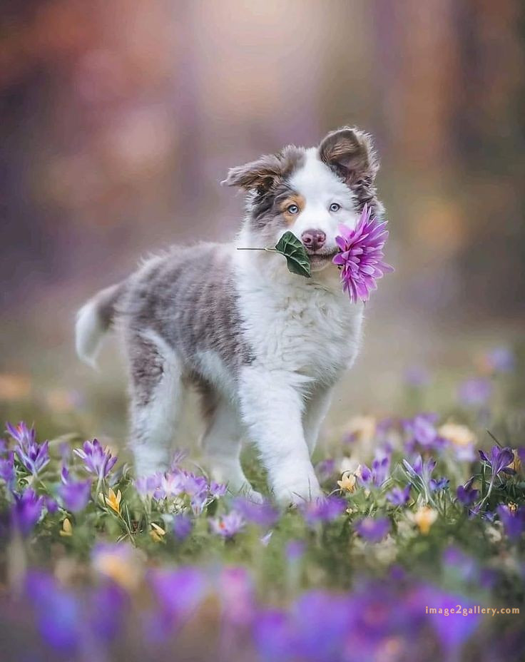 1100+ Dog Images Free Download | Cute Dog Pictures | 931 animal pet images -(6)