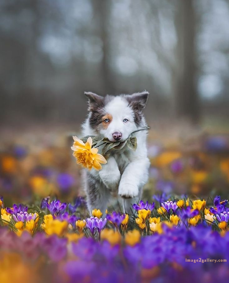 1100+ Dog Images Free Download | Cute Dog Pictures | 932 animal pet images -(7)