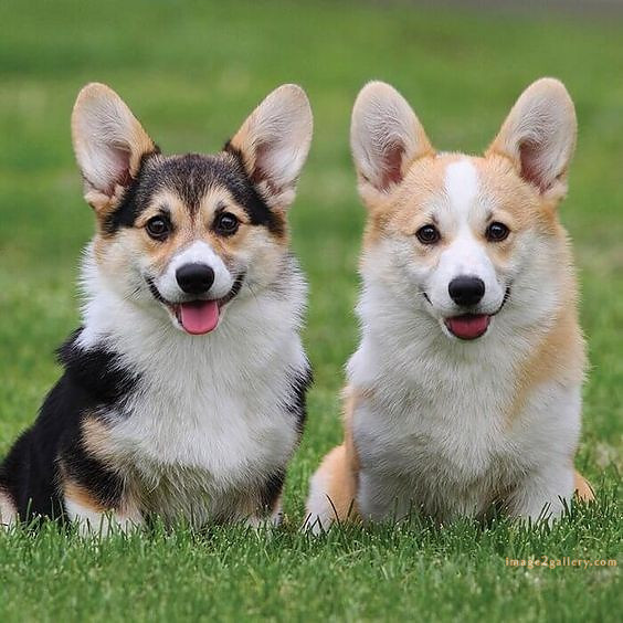 1100+ Dog Images Free Download | Cute Dog Pictures | 925 animal pet images -(9)