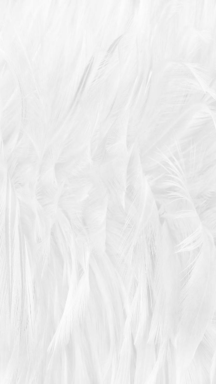 500+ White Background Image Free Download | White Background | 403 background white picture -(22)